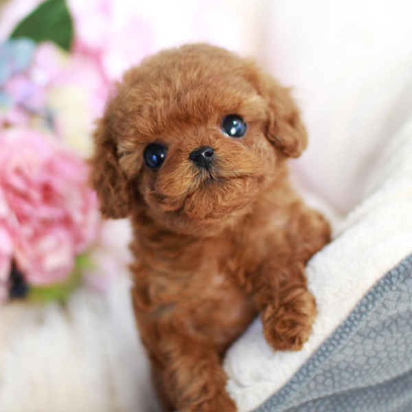 poodle-full-body.png